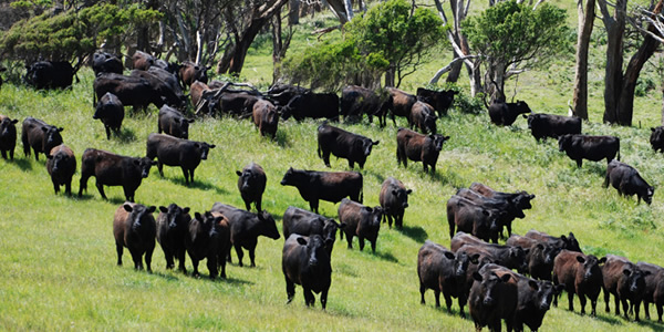 Cape Grim beef cattle grazing